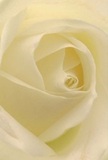 This immersive image draws you into the very heart of a creamy white rose, as though you're nestled among its silky petals on a tranquil Hammersmith morning. Each petal unfurls in a soft, spiralling flow, inviting your fingertips to trace the delicate textures-smooth and whisper-light, like the first mist over Furnivall Gardens. Gentle shadows accentuate the natural curves, adding a quiet depth and an air of gentle contemplation. There's a sense of serenity and calm, reminiscent of the peacefulness that accompanies cherished gestures or new beginnings. From a florist's perspective, this rose is the purest symbol of reverence and quiet strength, perfect for expressing heartfelt sympathy, marking an important transition, or simply sharing admiration. Its understated, sweet fragrance lingers in the air, subtle yet unmistakable, just as the artistry of Hammersmith Florist weaves personal stories and emotions into every bespoke arrangement crafted for the diverse and vibrant local community.